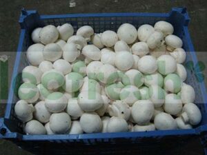 CHAMPIGNONS DE PARIS X 3 KG