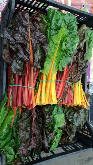 COLORED SWISS CHARD IN BUNCH