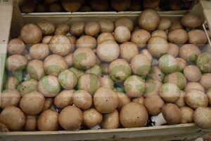 BROWN CHAMPIGNONS DE PARIS