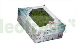 SALICORNIA CRESS SAMPHIRE