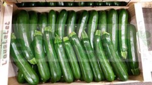 GREEN ZUCCHINI LONG 14/21
