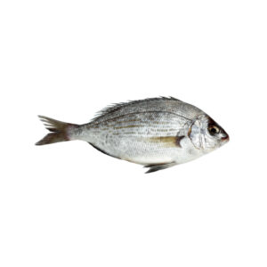 GREY BREAM 500/1000 - GR