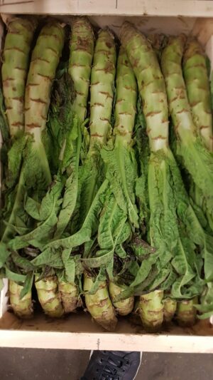 CELTUCE SALADE