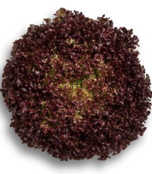 LOLO ROSSA SALAD / LOLLO ROSSO