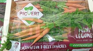 CARROT BABY ORANGE IN BUNCH