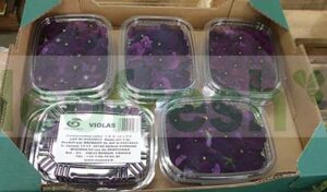 EDIBLE FLOWER VIOLA