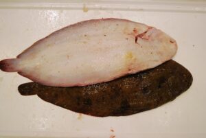 DOVER SOLE 1KG+ FR