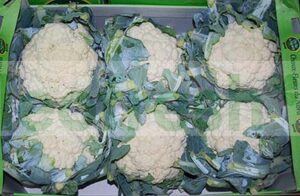 CAULIFLOWER