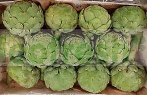 BIG ARTICHOKE CAL 12