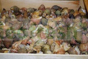 COMON WHELK VIVANT 3KG