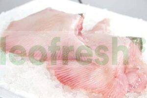 SKATE WING PELEE 300/500 GR