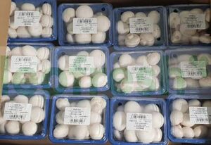 CHAMPIGNONS DE PARIS IN DISH 12 X 250 GR