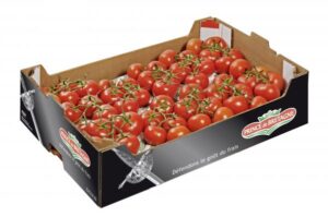 TOMATO IN WINE X 10 KG