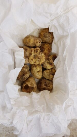 TRUFFLE WHITE TUBER MAGNATUM- WHITE TRUFFLE