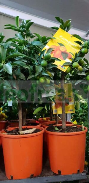 KUMQUAT TREE