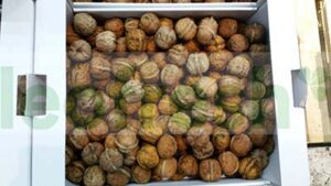 FRESH WALNUT