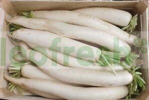 RADISH WHITE DAIKON