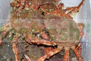 LARGE FEMALE SEA SPIDER 800+