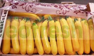 YELLOW ZUCCHINI LONG