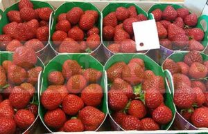 STRAWBERRY MARA DES BOIS