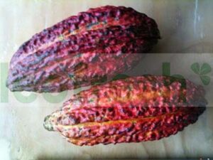 CACAO FRESH POD