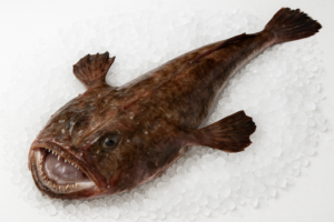 MONKFISH 2/4 NOR